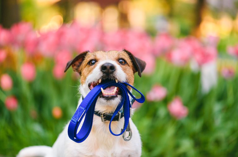 Dog with lead in Summer.