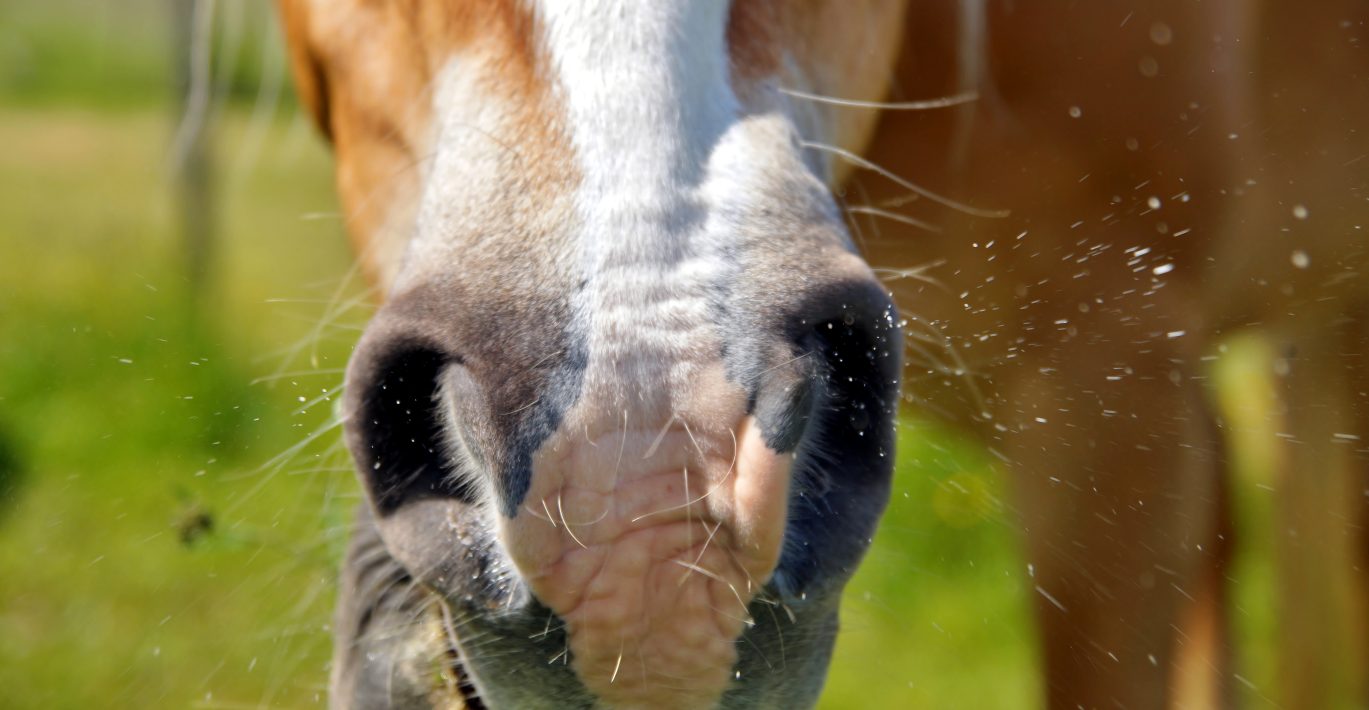 Image of horse sneezing with fluid to go on webpage for Strangles in horses