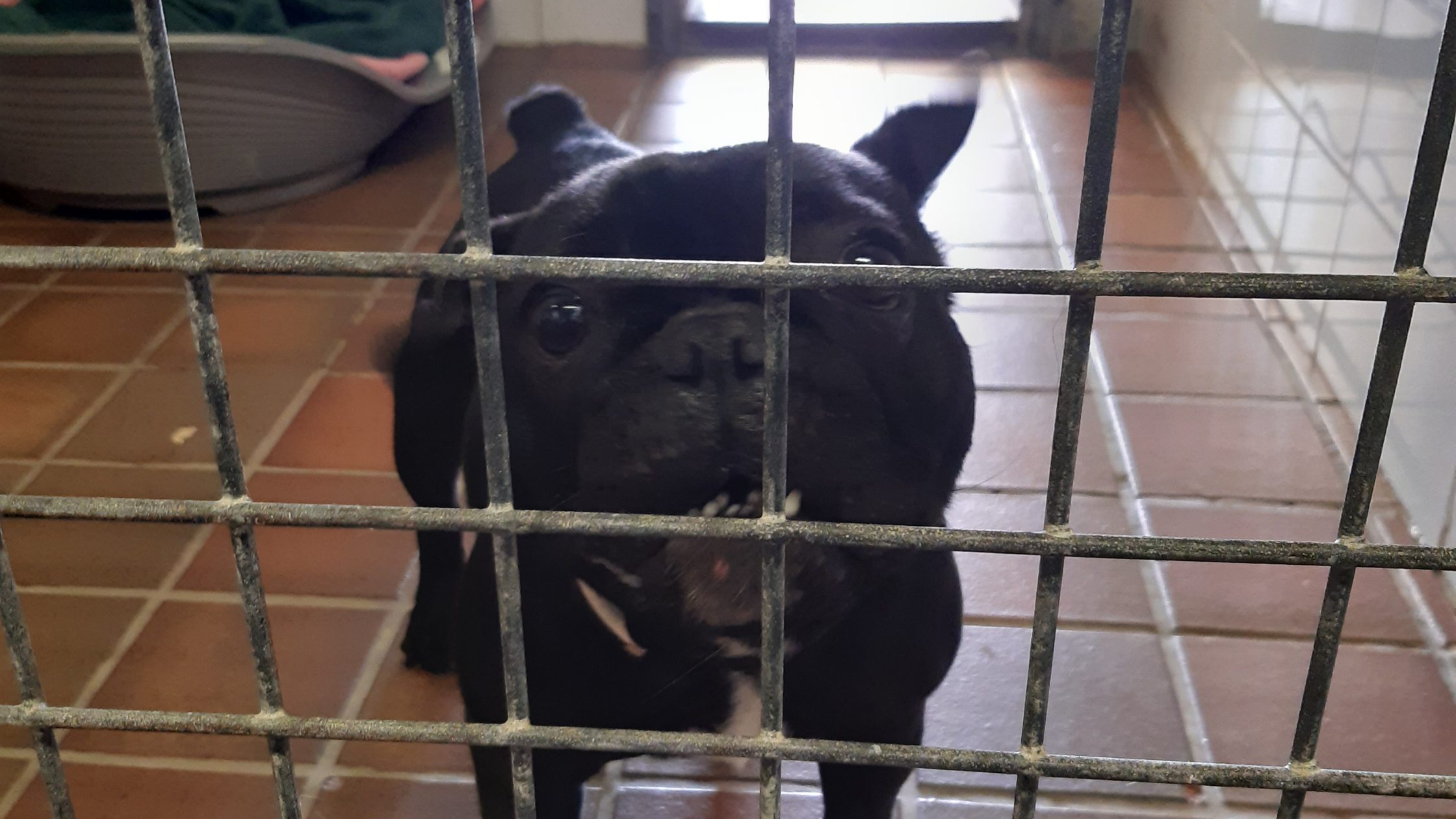 neglected dog conway