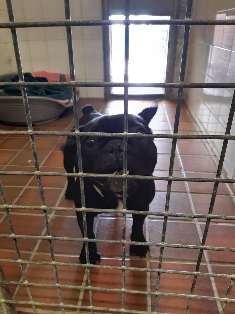 Neglected dog