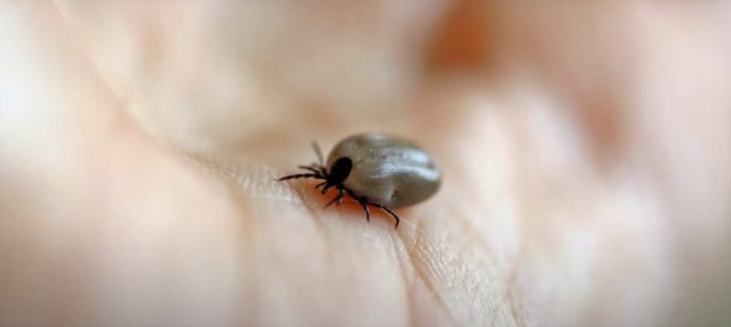 tick