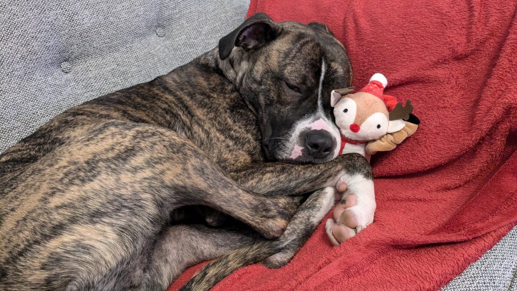 Sadie cuddling up to toy, image used in "Sadie’s story: love after neglect" article