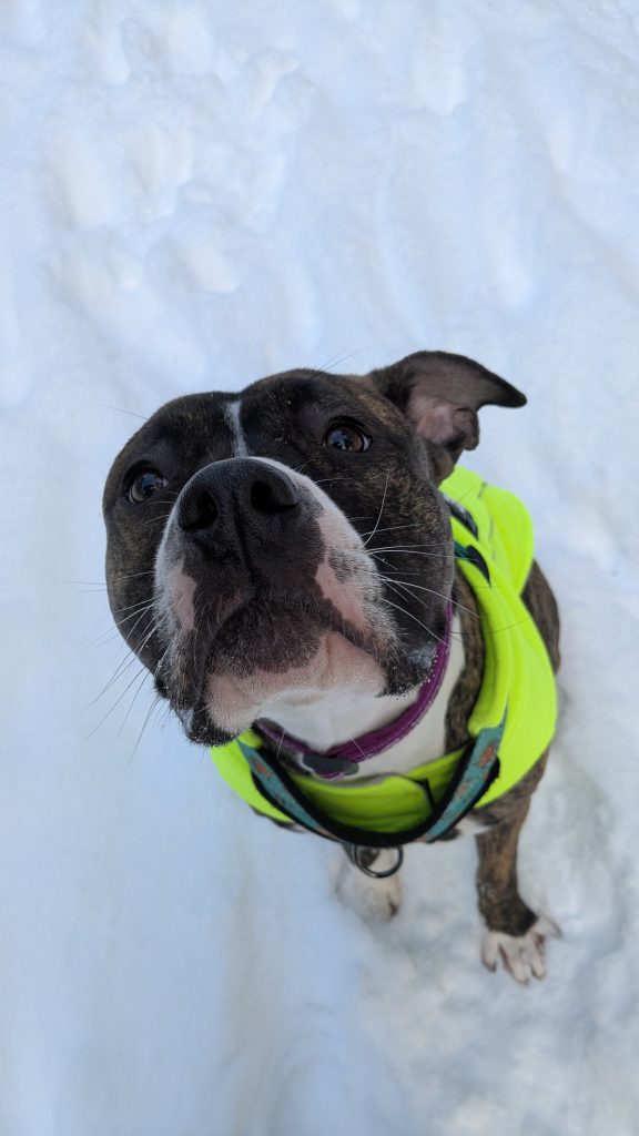 Sadie in the snow, image used for "Sadie’s story: love after neglect" article
