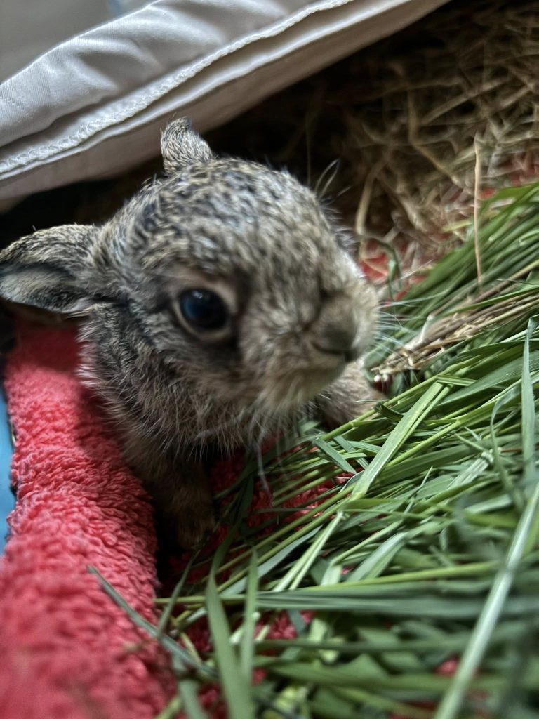 Bruno, the newborn hare, after being rescued by the farmer