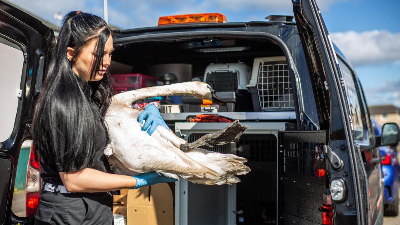 Animal Kindness Index