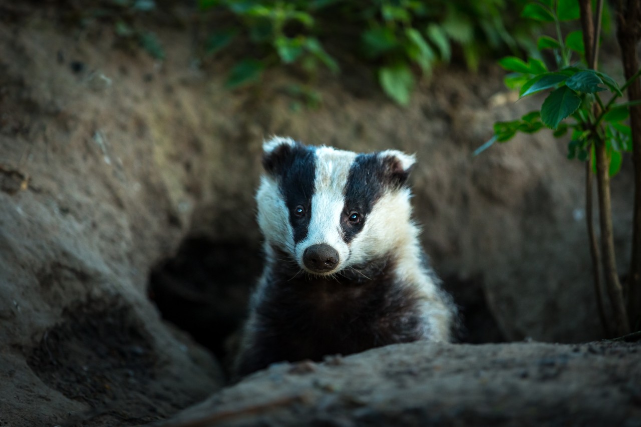 Badger in sett
