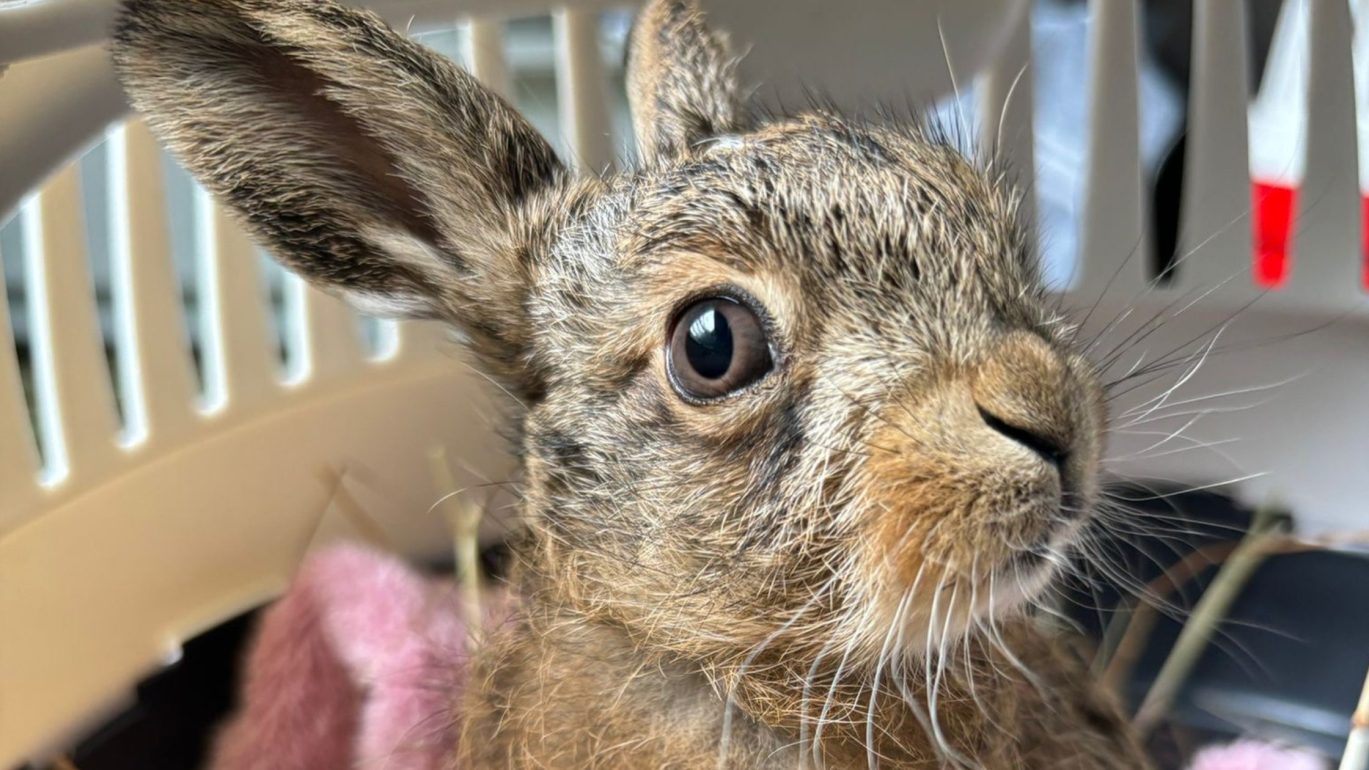 Bruno, the leveret, rescued by a farmer