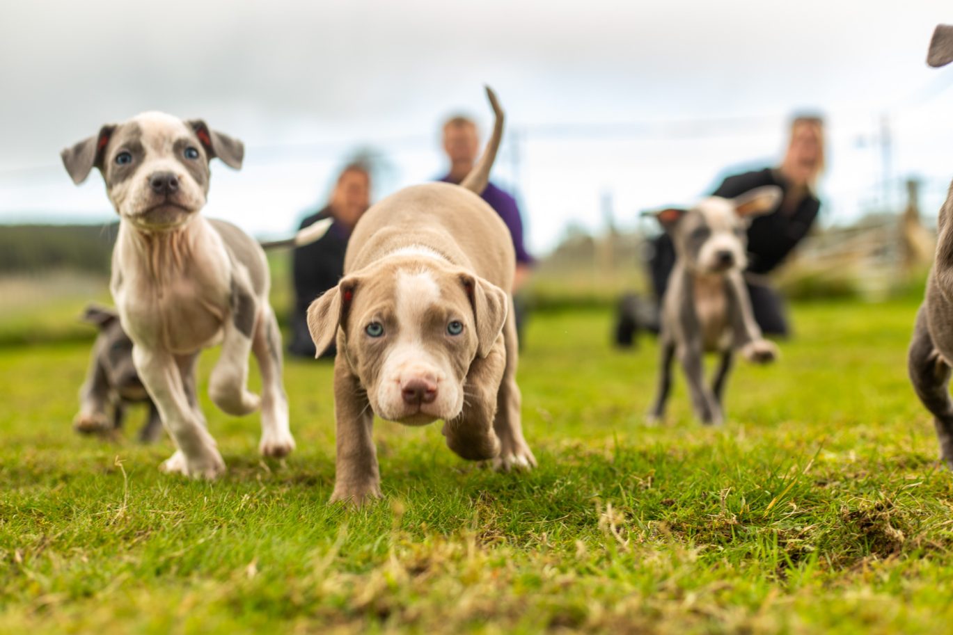 puppies running