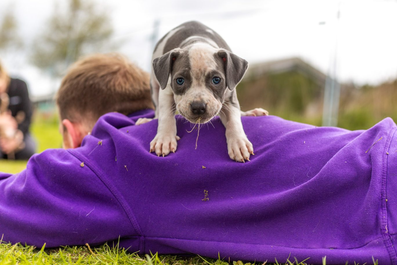 puppy playing