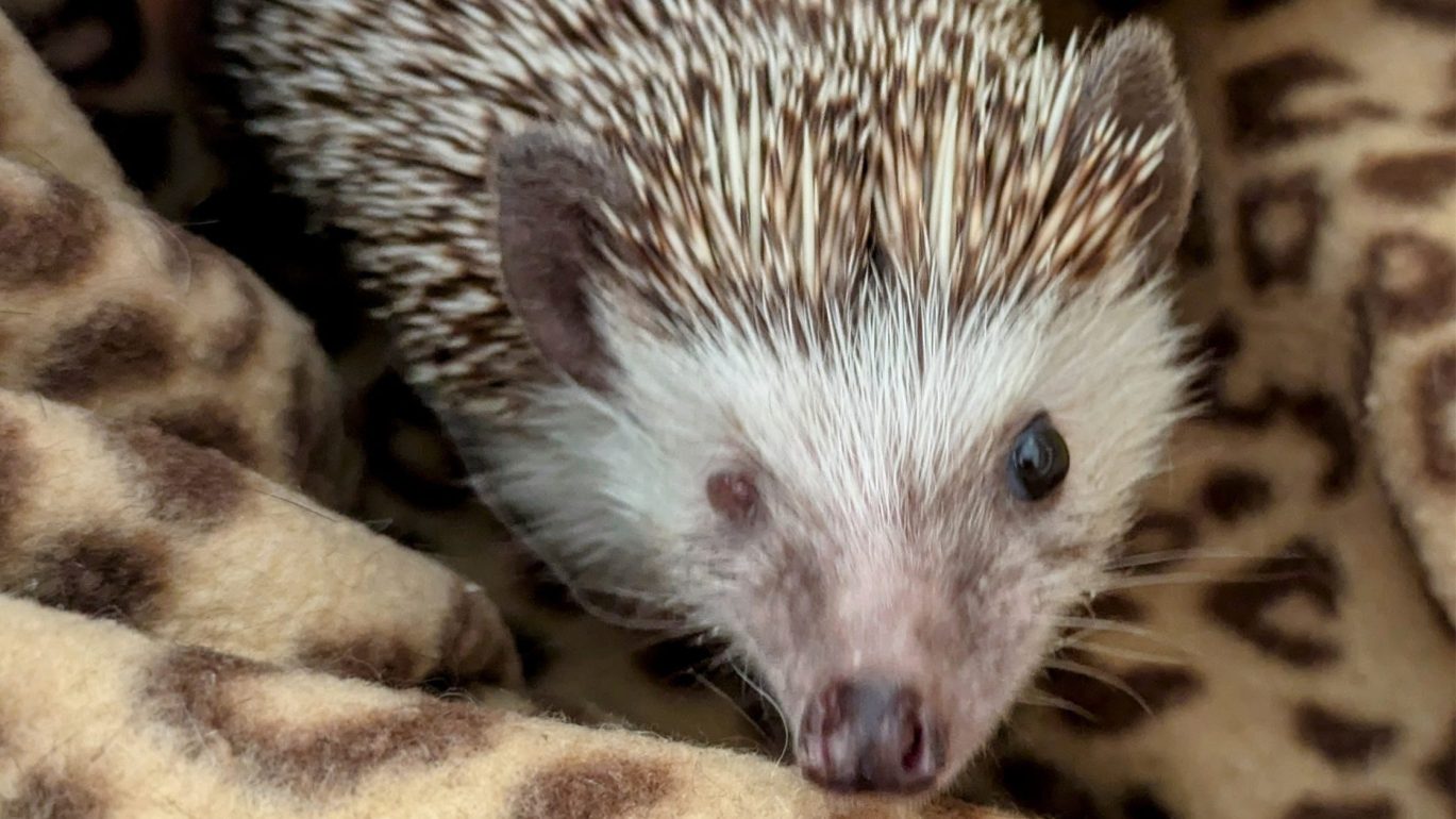 Inverness Hedgehog