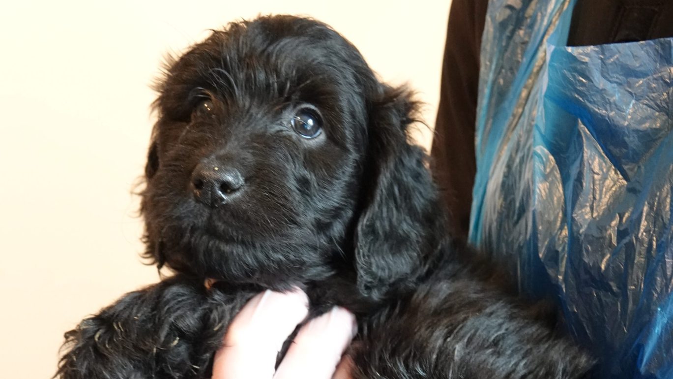 Puppies dealer case