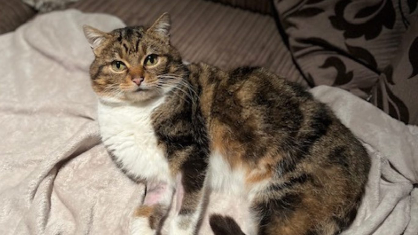 Missing Cat Found Due to Microchip