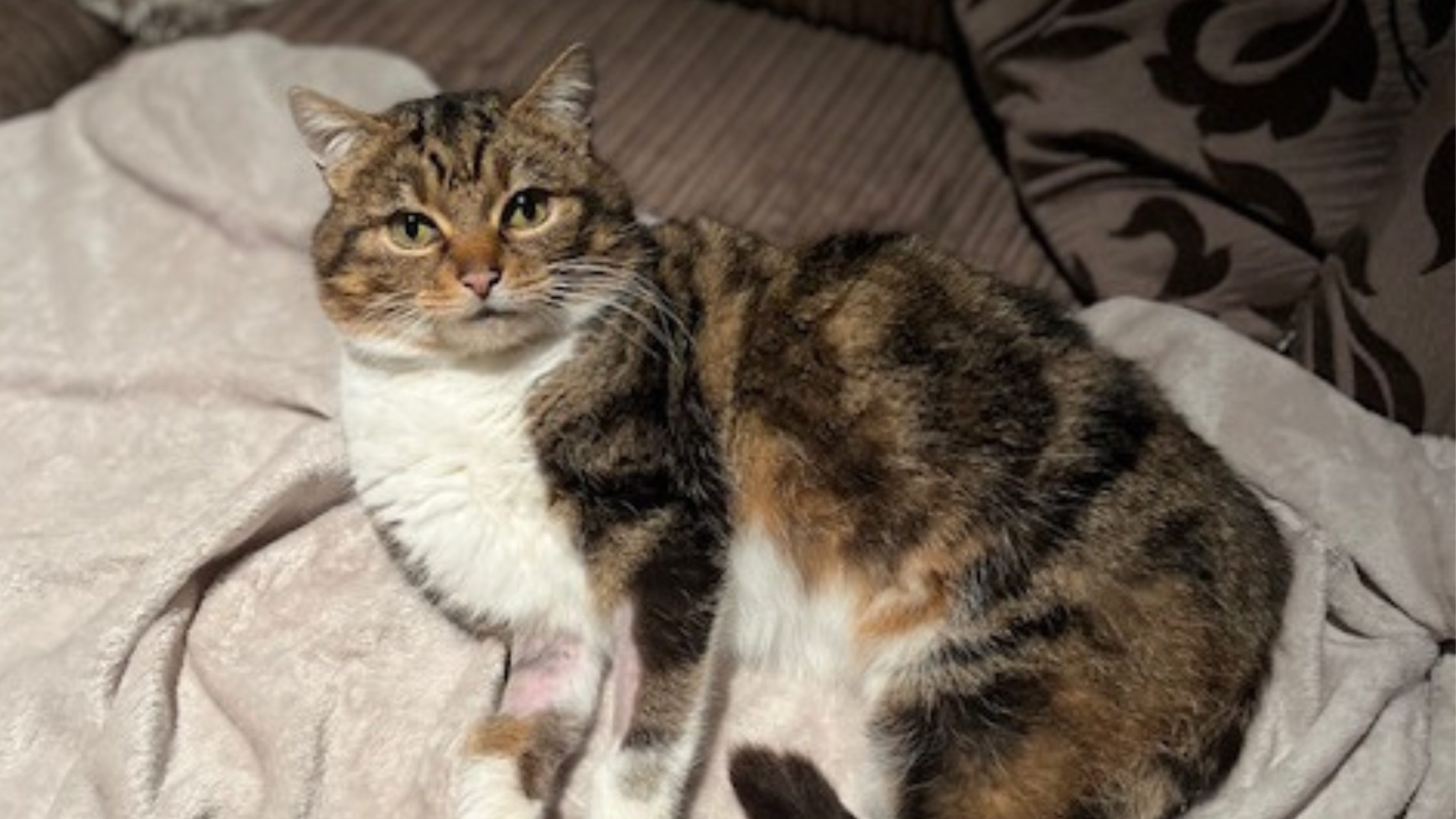 Missing Cat Found Due to Microchip