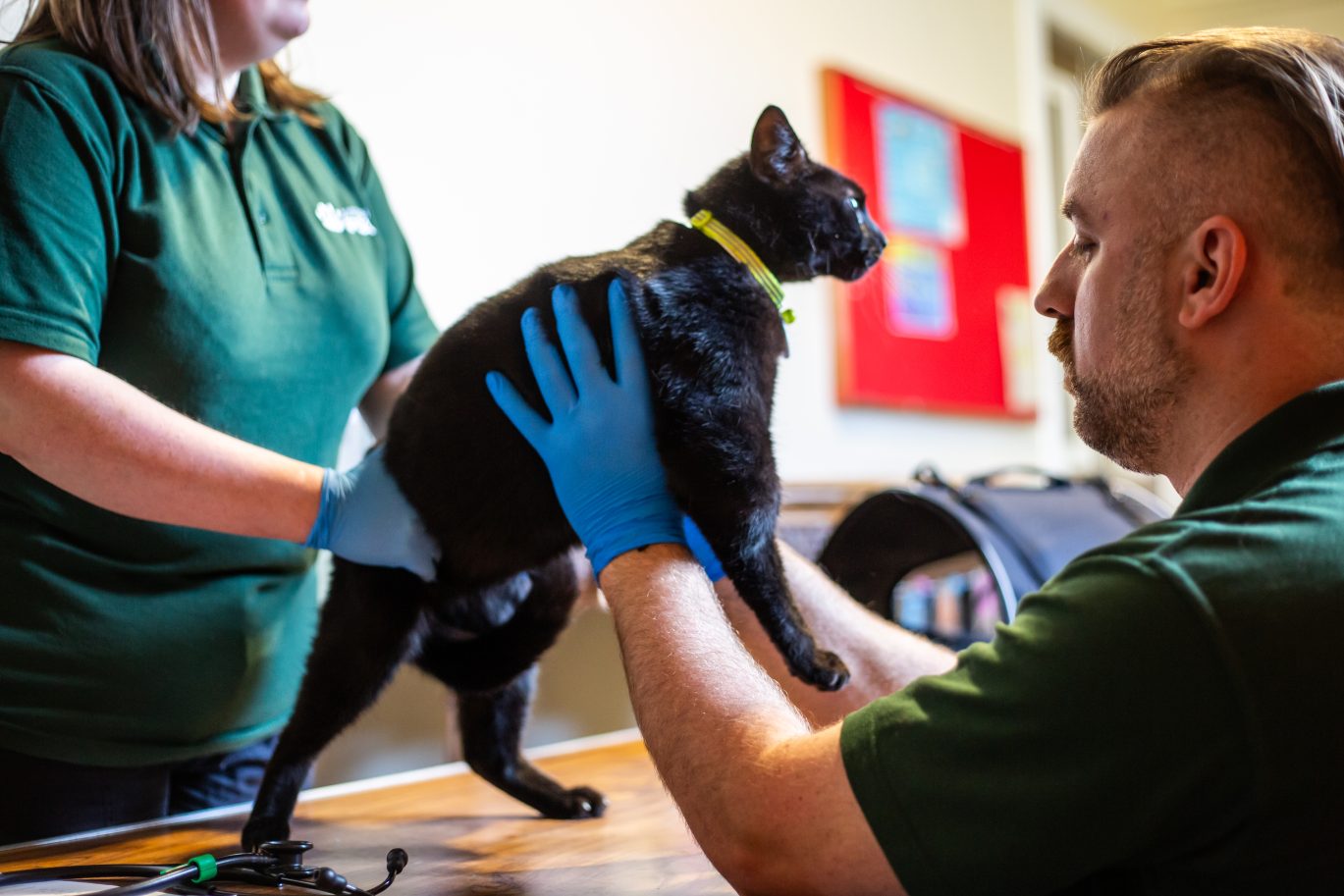 Picture of Pet Aid Vet examining a black cat, for the article, "Tackling the Rising Costs of Veterinary Care"