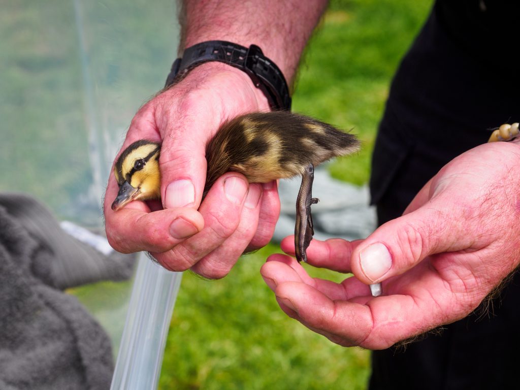 ducking being held