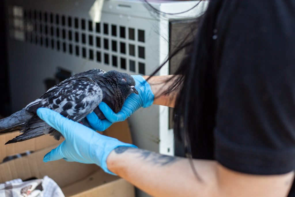 Image of a pigeon being held by an Animal Rescue Officer for the release of the RSPCA's Animal Kindness Index