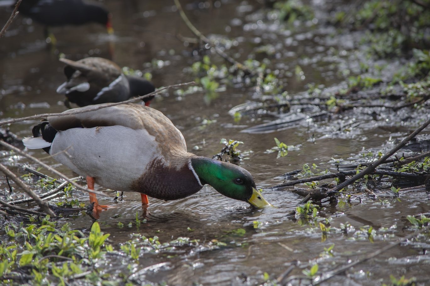 male duck drinking from a burn