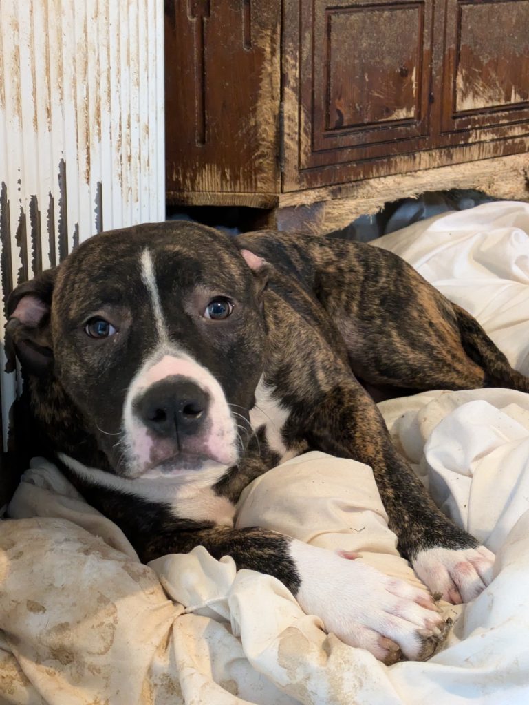 Picture of Sadie the dog given in evidence against inverness man who admitted multiple counts of neglect, including failing to provide vital care for a hedgehog.