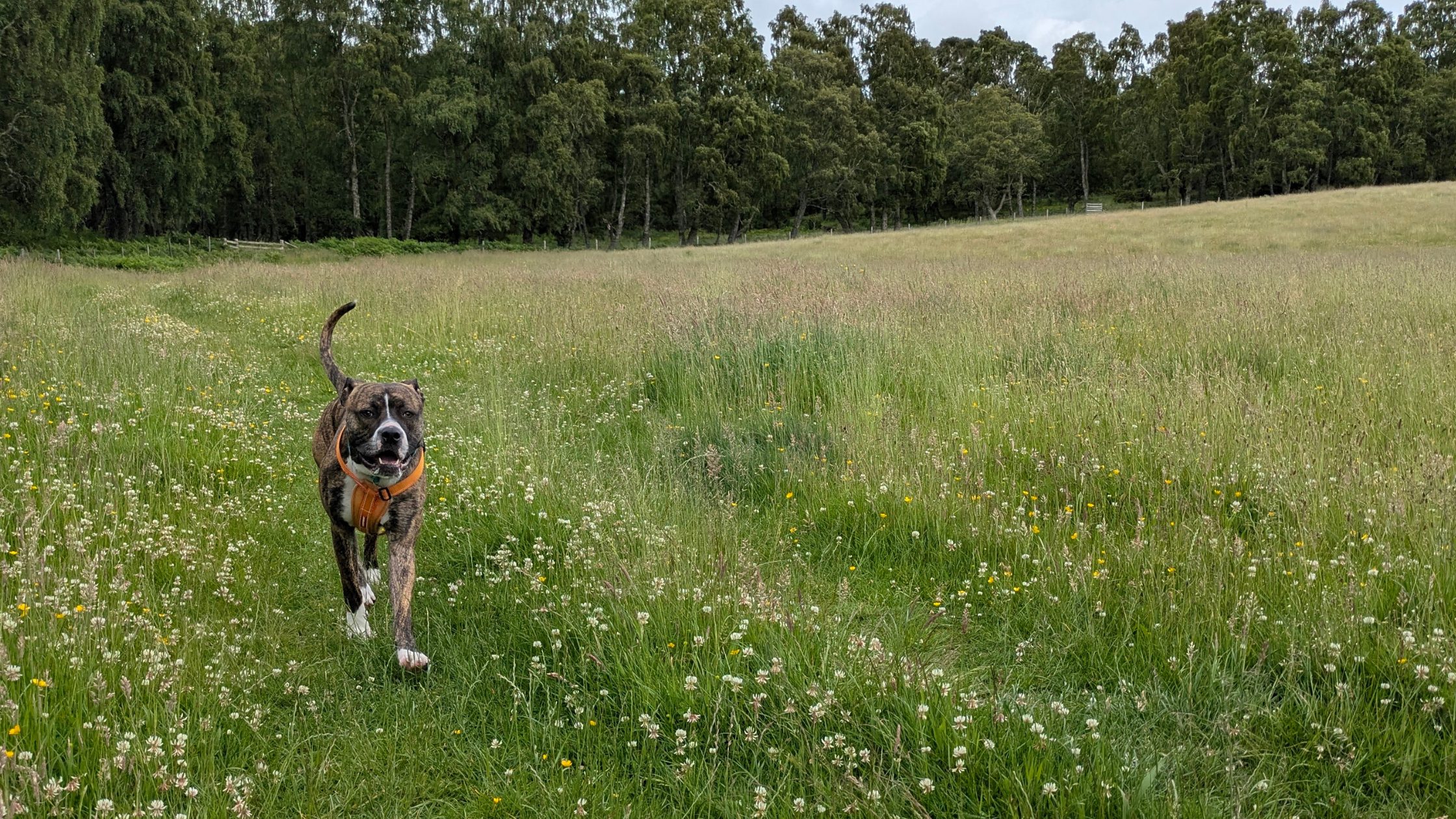 Sadie in a field, image used for "Sadie’s story: love after neglect" article.
