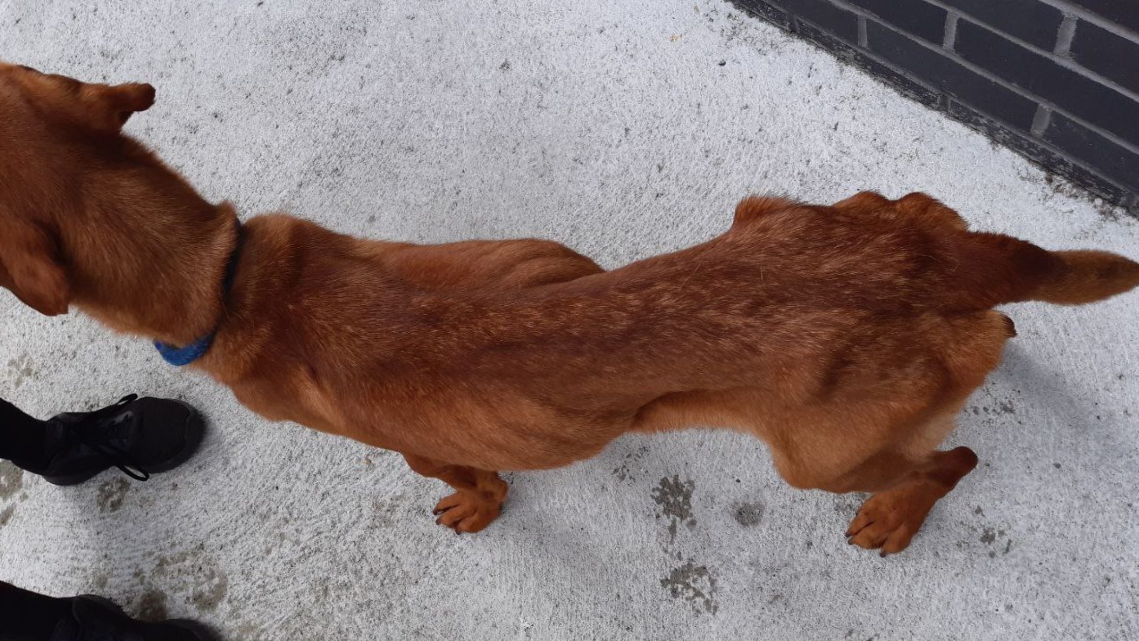 Malnourished dog from Whyte case