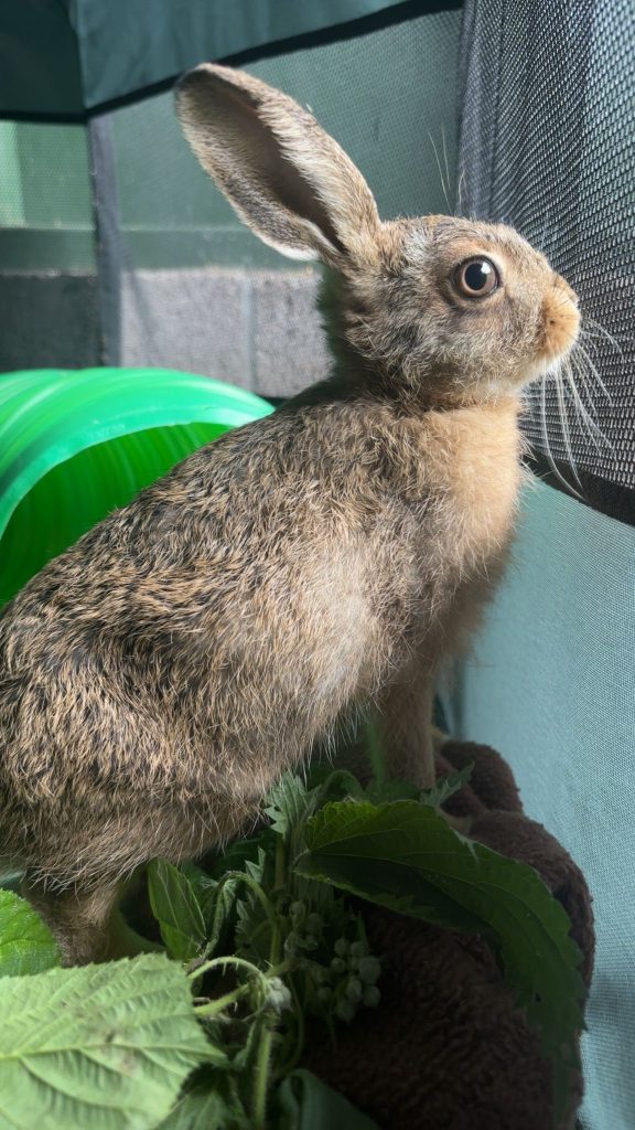 Image of Bruno, the newborn hare in recovery