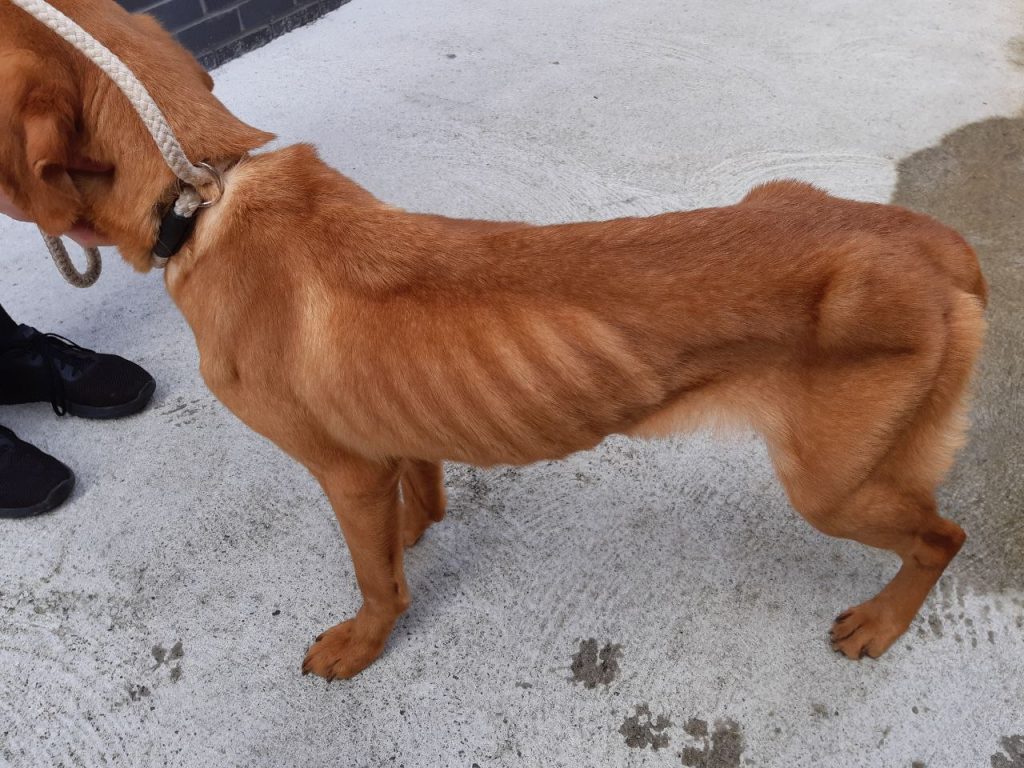Fraserburgh man banned from owning or keeping dogs