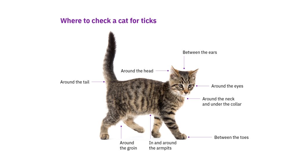 Annotation of where to check for ticks on cats