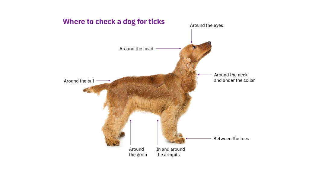 Annotation of where to check for ticks on dogs