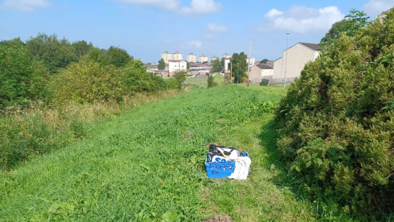 Image for article on two cats found dead in Motherwell and Wishaw