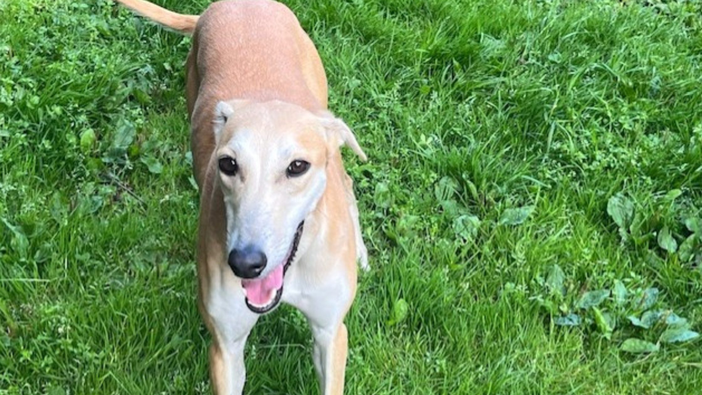 Image of abandoned dog outside of Aberdeen police station