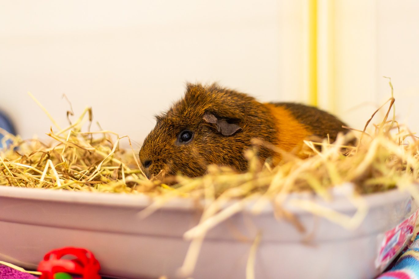 brown guinea pig