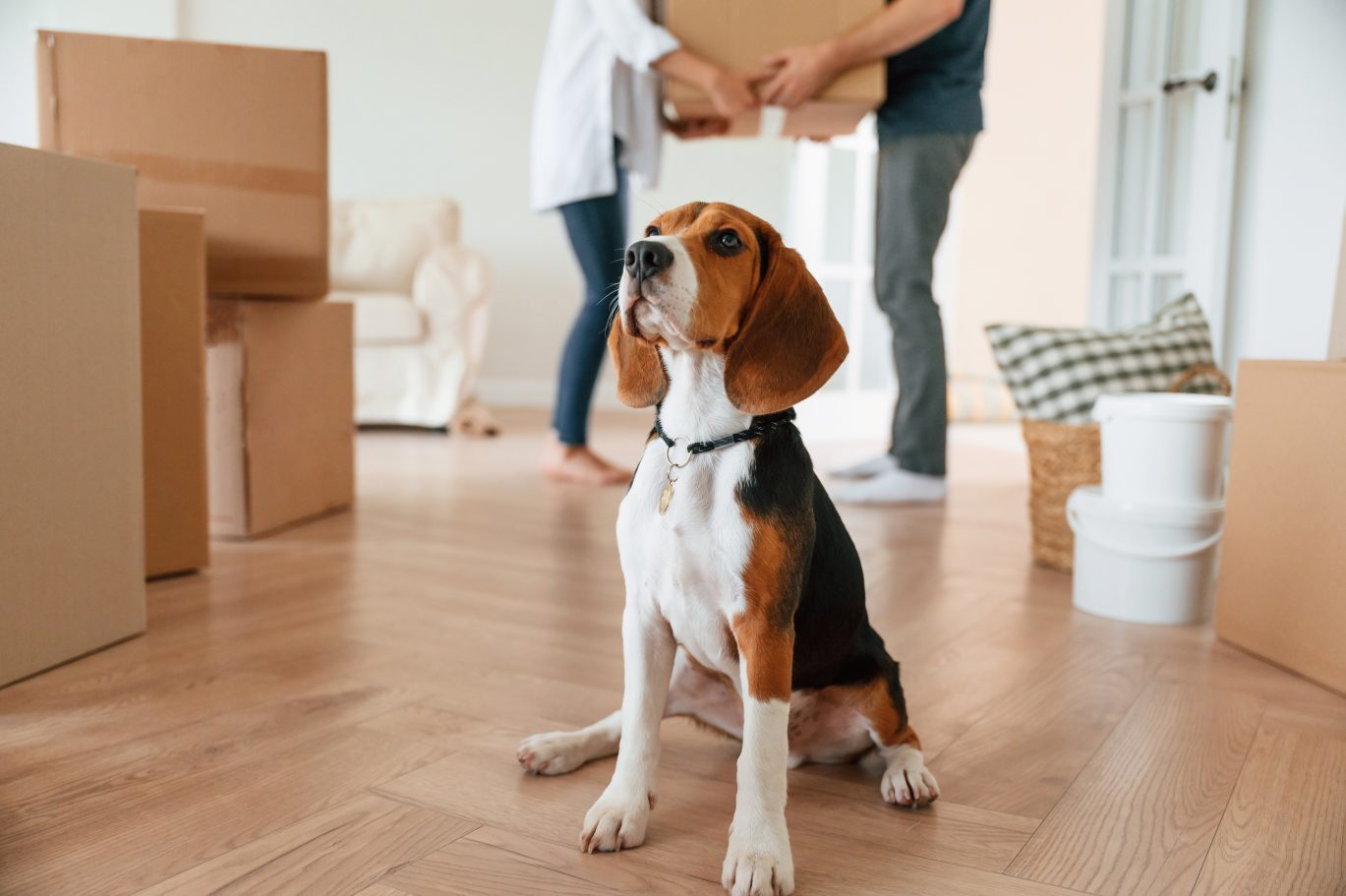 Image of cute dog is sitting on the floor. Young couple are moving to new home.
