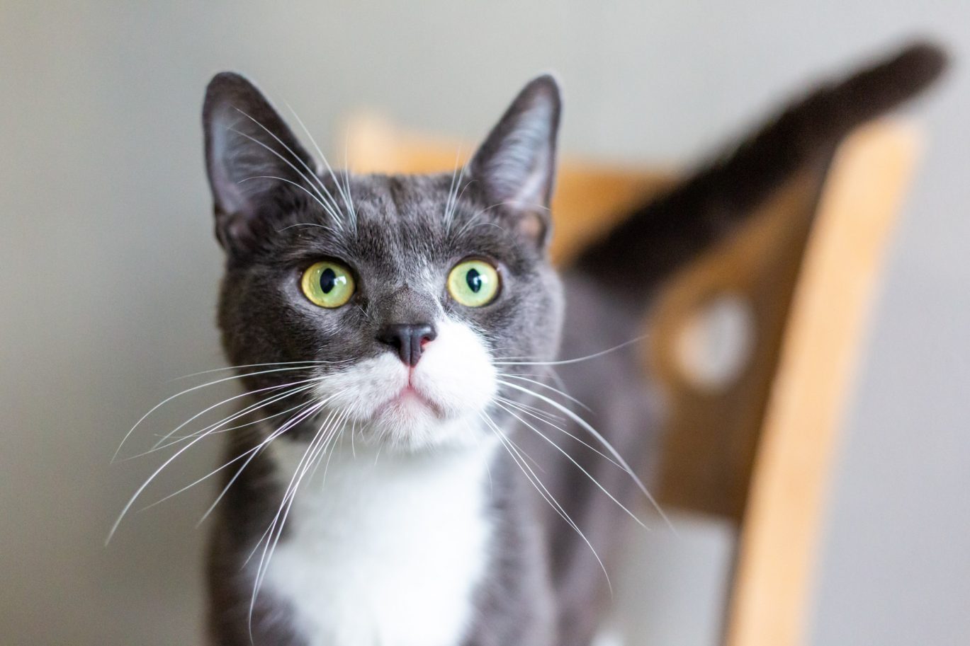Black and white cat with green eyes