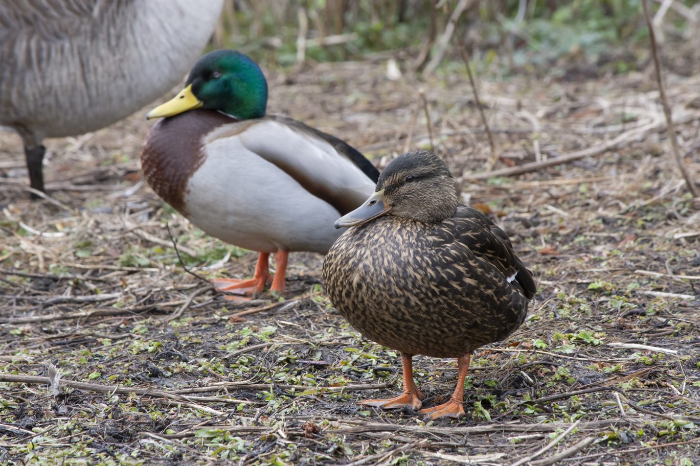 2 ducks
