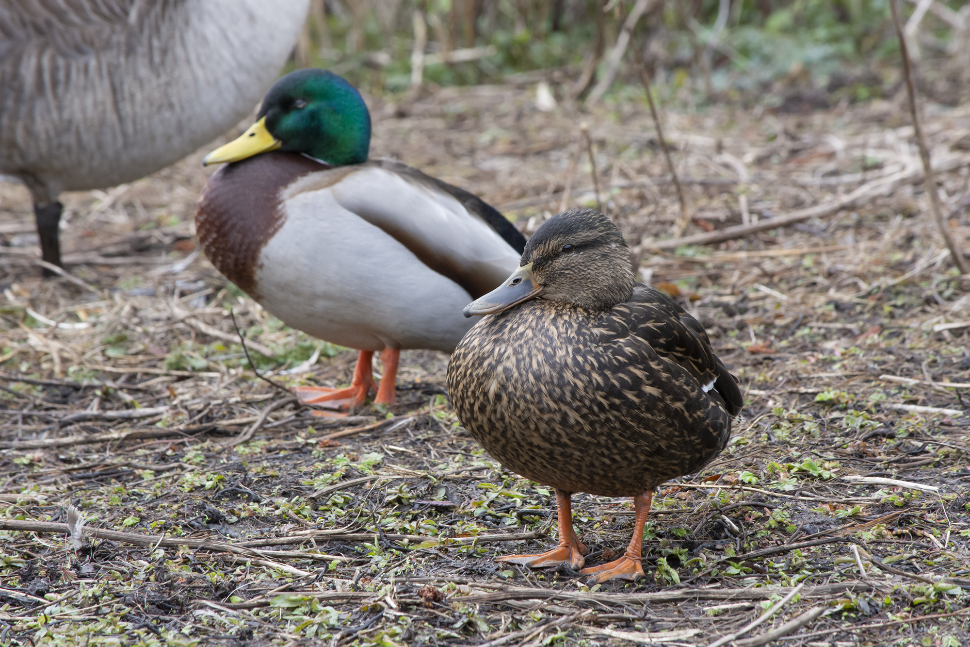 2 ducks