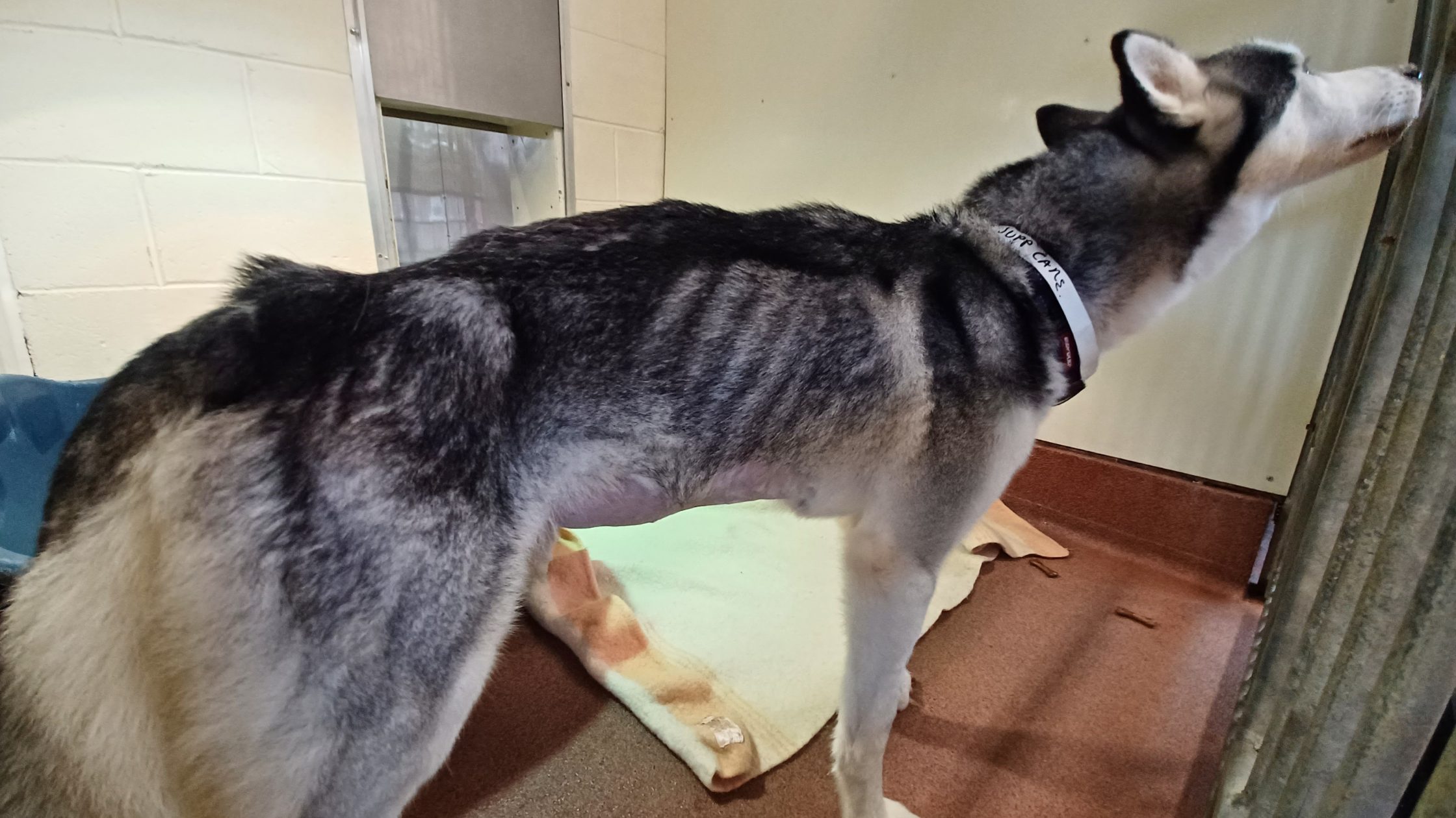 Image of starved husky used for article, "Aberdeen couple banned over starved Husky"