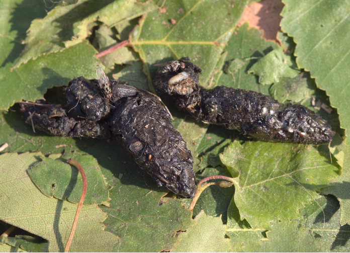 hedgehog poo on leaves