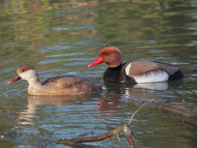 Ducks - Scottish SPCA