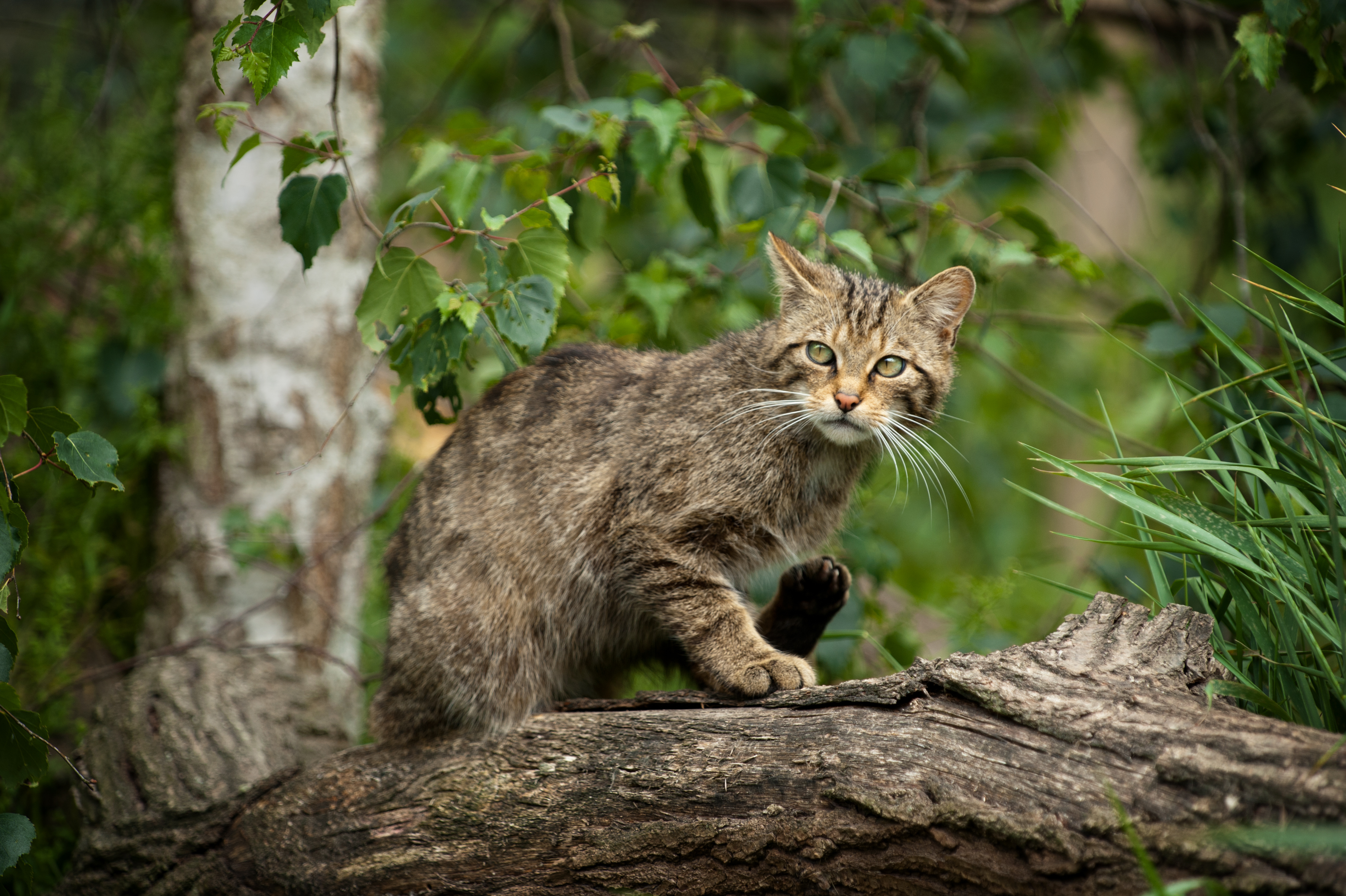 Scottish Wildcat
