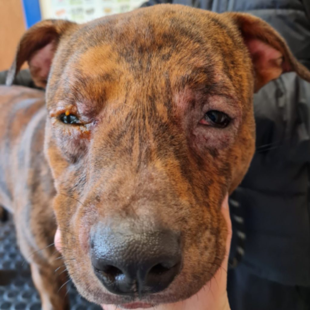 Staffordshire Bull Terrier, Buster, subjected to a horrific, prolonged episode of physical and mental abuse,