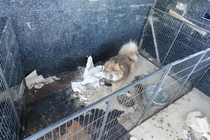 Image of a dog found in the shed, coated in faeces. Image from the fertility clinic case.