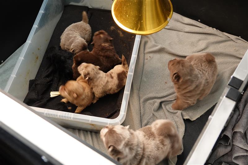 Image of puppies in small crate, from the fertility clinic