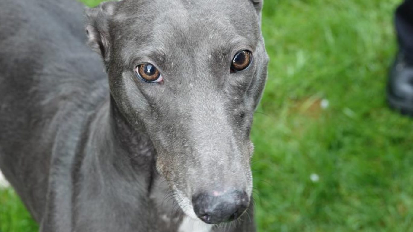 Picture of Lurcher dog looking at camera. Image of dog involved in the Dysart case