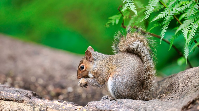 Grey squirrel eating