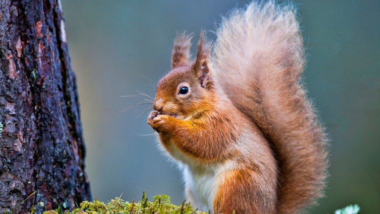 Red squirrel eating