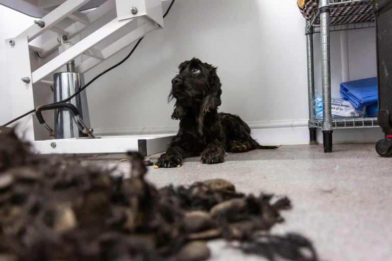 Canine fertility clinics