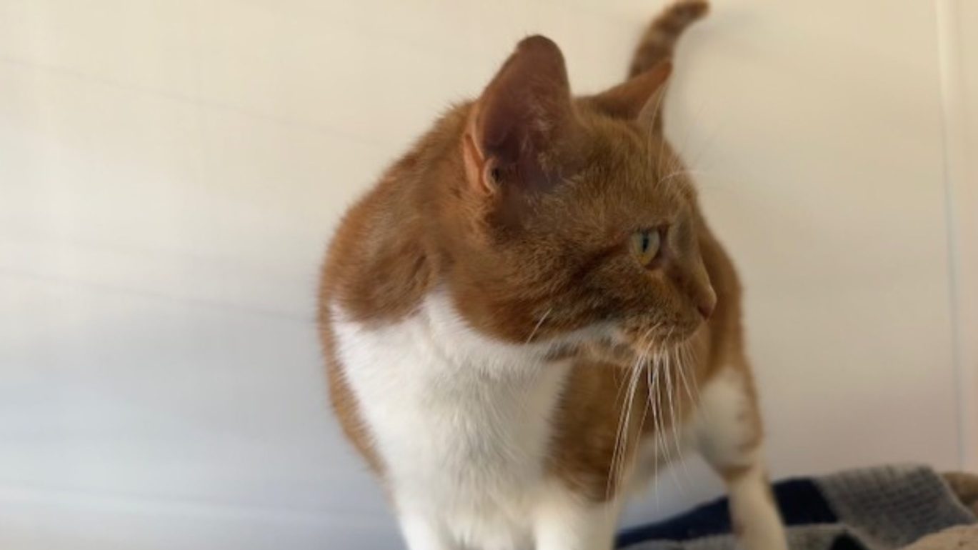 Image of ginger & white cat looking to the right, picture of Thumbs the cat