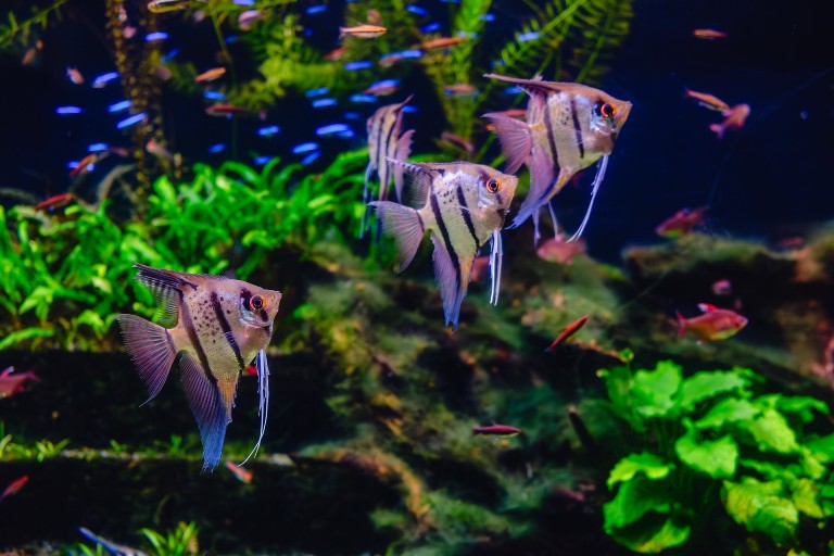 Angelfish pet