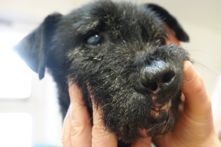 Injured dog from badger baiting