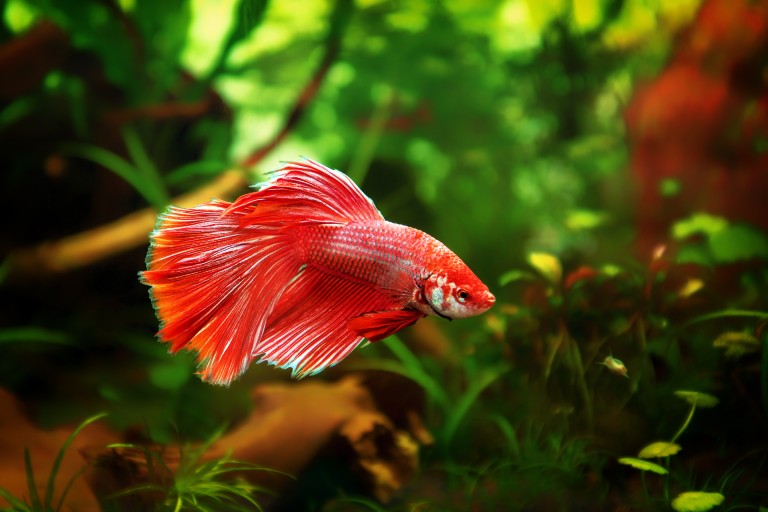 Betta pet fish